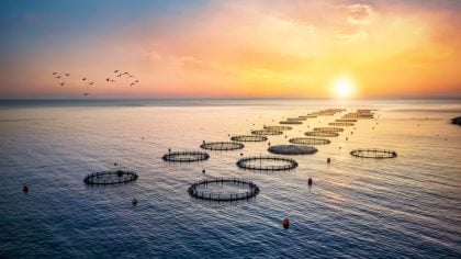 aquaculture in open water