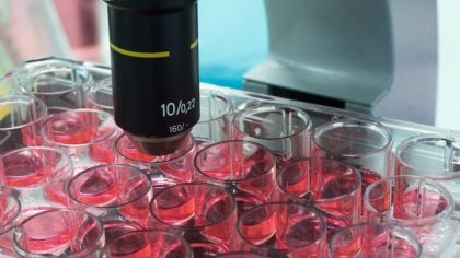 cell culture manufacturing